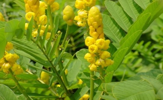 Senna alata (الشمعدان الأصفر)
