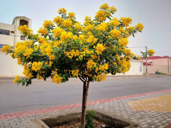 Cassia (Glauca) (كاسيا جلوكا)