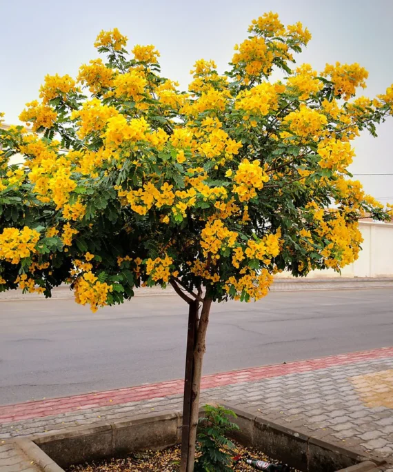Cassia (Glauca) (كاسيا جلوكا)