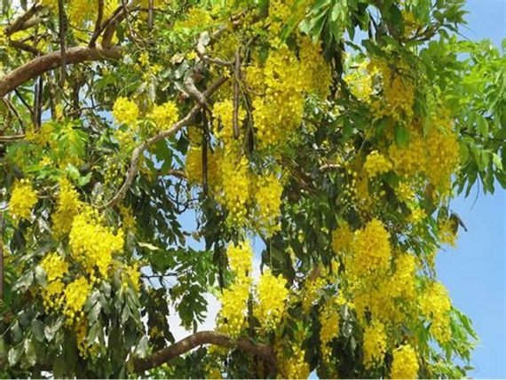 Cassia nodosa (javanica) (كاسيا نودوزا) - Image 4