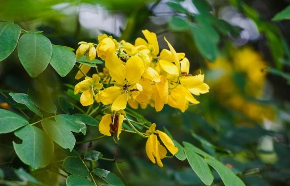 Cassia nodosa (javanica) (كاسيا نودوزا) - Image 2