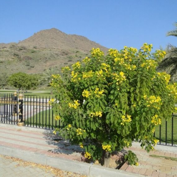 Cassia surattensis (سنا سورتنسس)