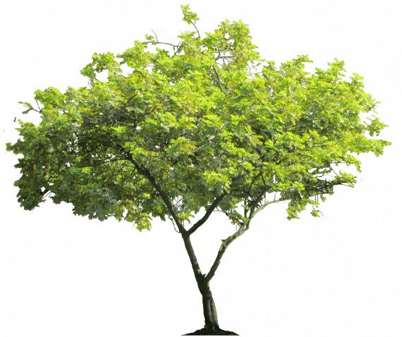 Cassia (Glauca) (كاسيا جلوكا) - Image 2