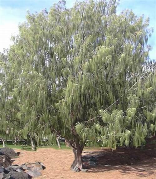 Casuarina equisetifolia (كازورينا)