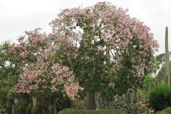 Ceiba speciosa (Chorisia Speciosa) (قابؤق جميل)