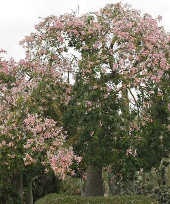 Ceiba speciosa (Chorisia Speciosa) (قابؤق جميل)