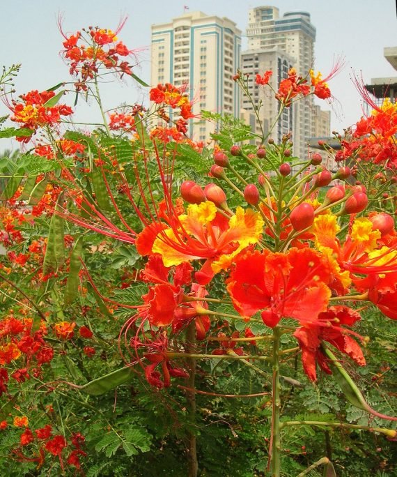 Cesalpinia pulcherrima Mix (زهرة الطاووس, بونسيانا قزميّة)