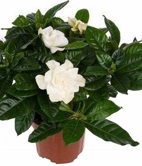 CESTRUM NOCTURNUM (ملكة الليل)