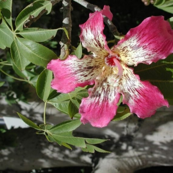 Ceiba speciosa (Chorisia Speciosa) (قابؤق جميل) - Image 2