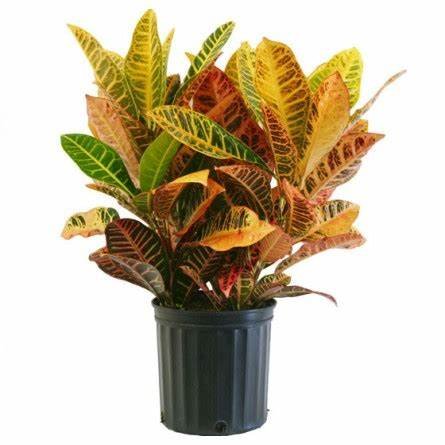 Codiaeum Variegatum Croton (الكروتون)