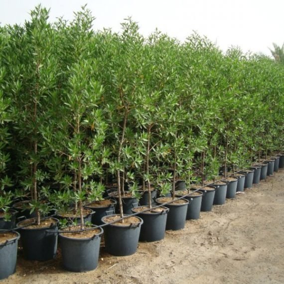 Conocarpus erectus  (الداماس)