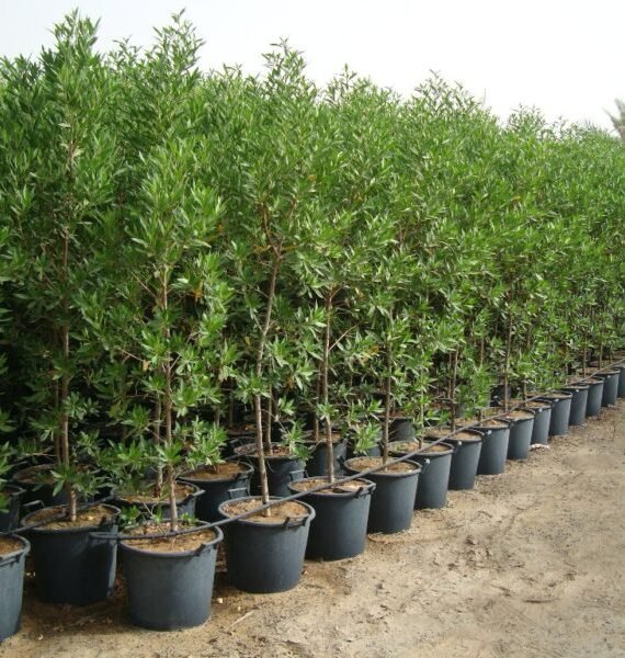 Conocarpus erectus  (الداماس)