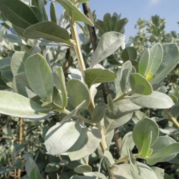 Conocarpus erectus sericeus 'Silver Leaf ' (الداماس الفضّي)