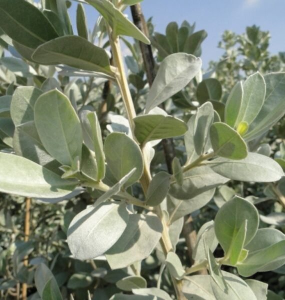 Conocarpus erectus sericeus 'Silver Leaf ' (الداماس الفضّي)