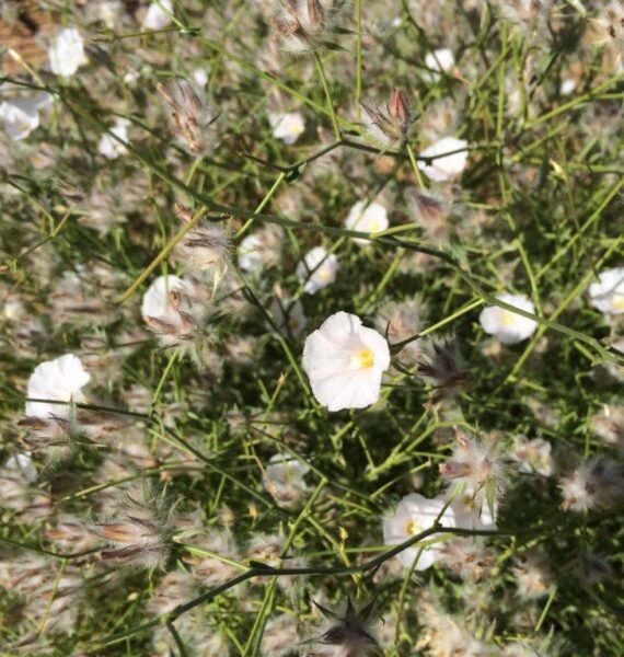 Convolvulus virgatus (حب الريشة)