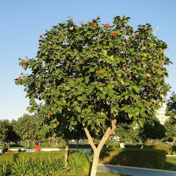 Cordia sebestena (كورديا سيبستينا)