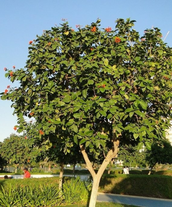 Cordia sebestena (كورديا سيبستينا)