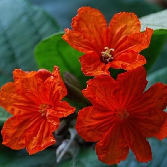 Cordia sebestena (كورديا سيبستينا) - Image 2