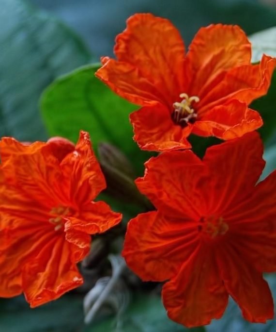 Cordia sebestena (كورديا سيبستينا)