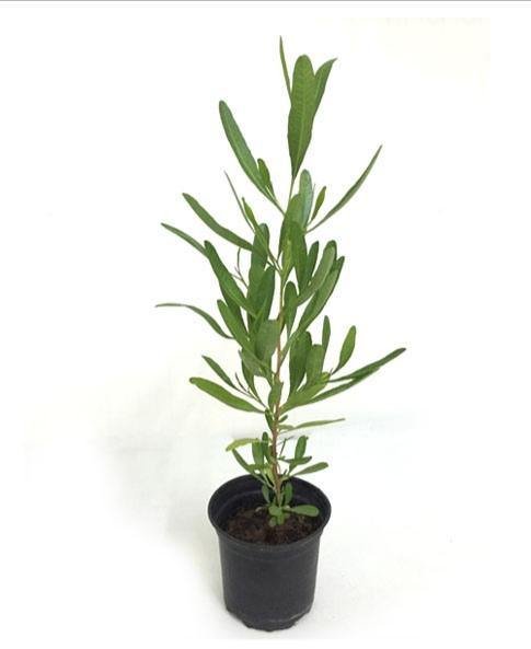 Dodonaea viscosa (شحص)