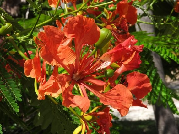 Delinix Regia (البونسياناالحمراء - البونسيانا الملكيّة) - Image 3