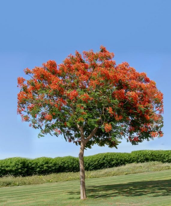 Delinix Regia (البونسياناالحمراء - البونسيانا الملكيّة)