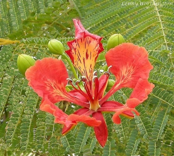 Delinix Regia (البونسياناالحمراء - البونسيانا الملكيّة) - Image 4