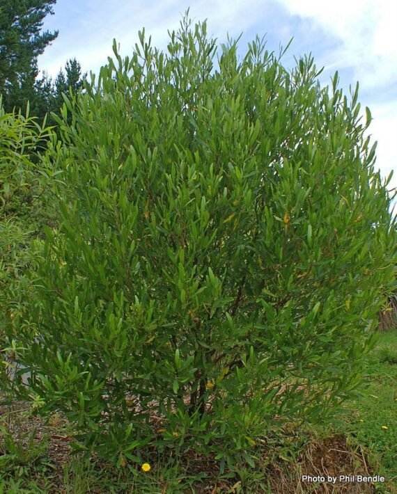 Dodonaea viscosa (شحص - شت - ديدونيا)