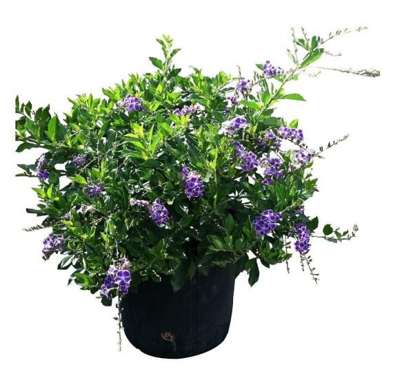 Duranta erecta var. Alpa or Duranta repens Alpa (دورنتا)