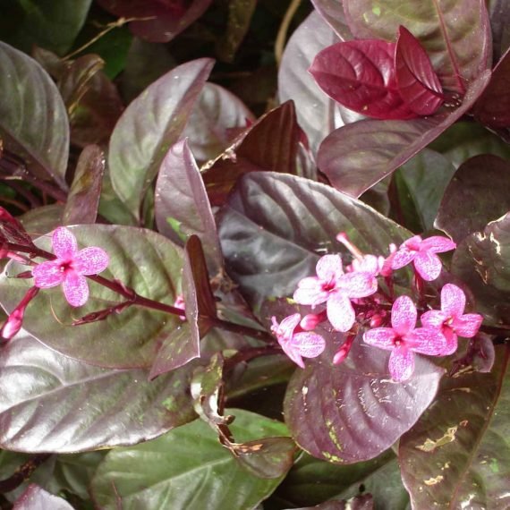 Eranthemum atropurpureum (ارينتيموم)
