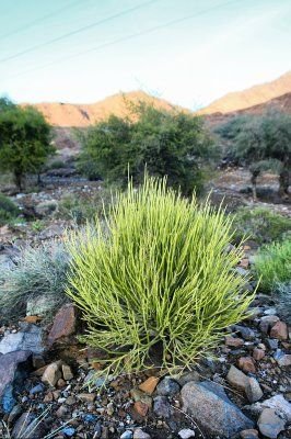Euphorbia Larica Al Ayadi Al Khadraa