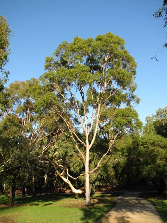 Eucalyptus citriodora (kafur limuni) - Image 2