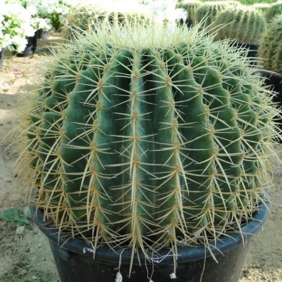 golden barrel cactus (صبار زينة)