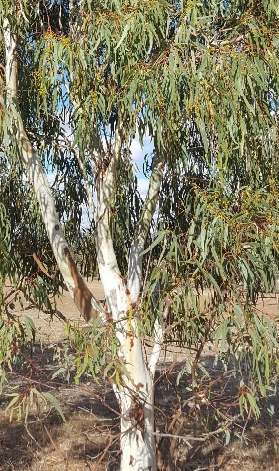 Eucalyptus camaldulensis (كافور كينيا)
