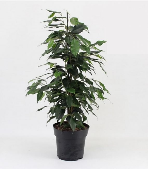 Ficus benjamena (فيكس بنجامينا)