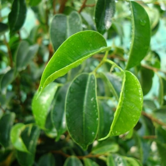 Ficus benjamina diversifolia (شجرة بنيامين) - Image 2