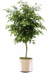 Ficus benjamina (تين بنجامي)