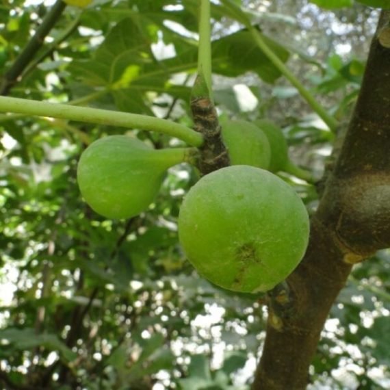 Ficus Carica (التين)