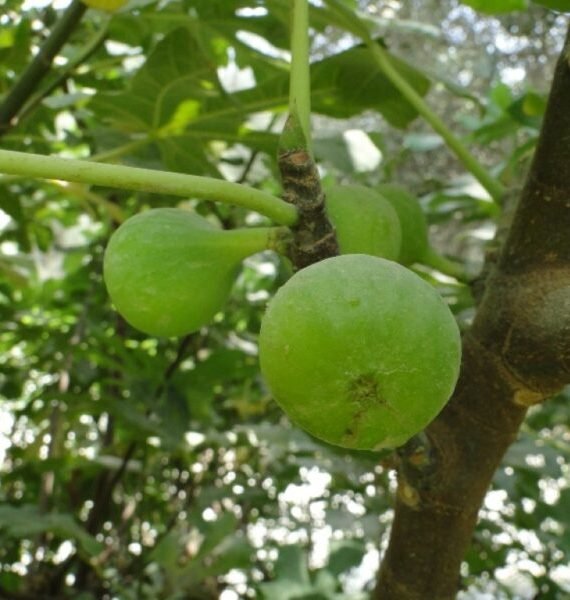 Ficus Carica (التين)