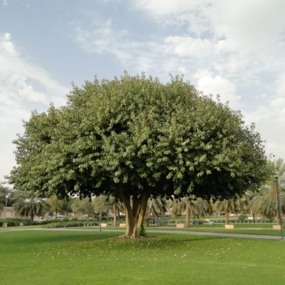 Ficus infectoria (Ficus virens) (تين ابيض)