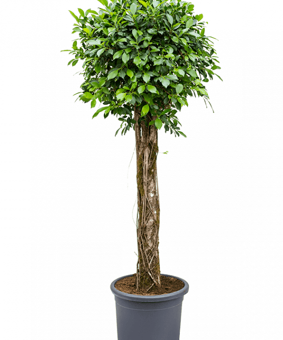 Ficus microcarpa (ficus nitida)(فيكس عادي)