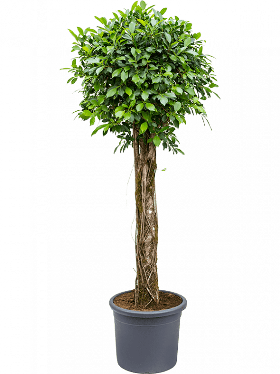 Ficus microcarpa (ficus nitida)(فيكس عادي)
