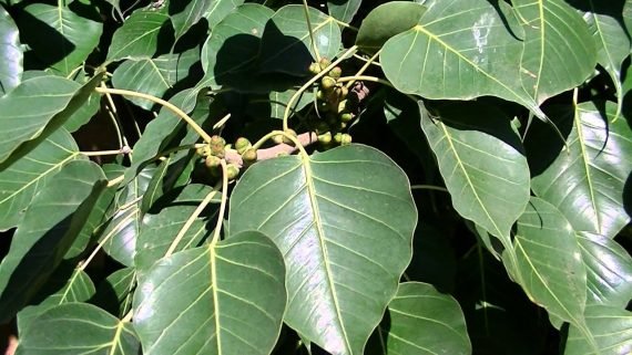 Ficus religiosa (تين المعابد) - Image 2