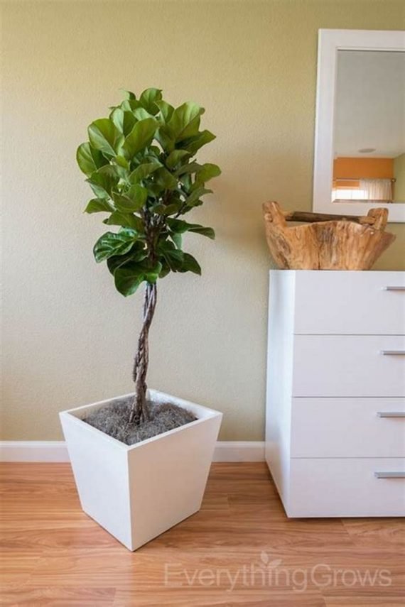 Ficus religiosa (تين المعابد) - Image 3