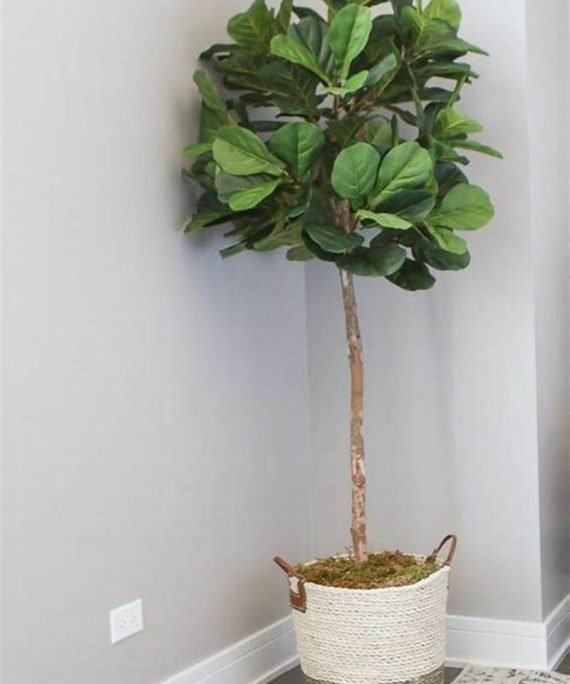 Ficus religiosa (تين المعابد)