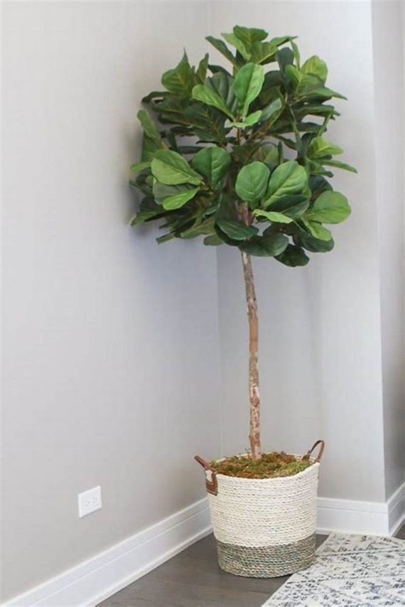 Ficus religiosa (تين المعابد)