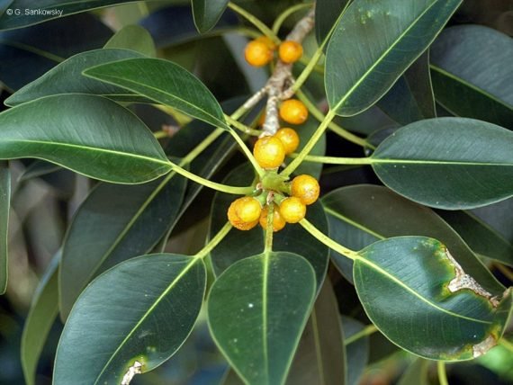 Ficus rubiginosa (شجرة الصدأ) - Image 2