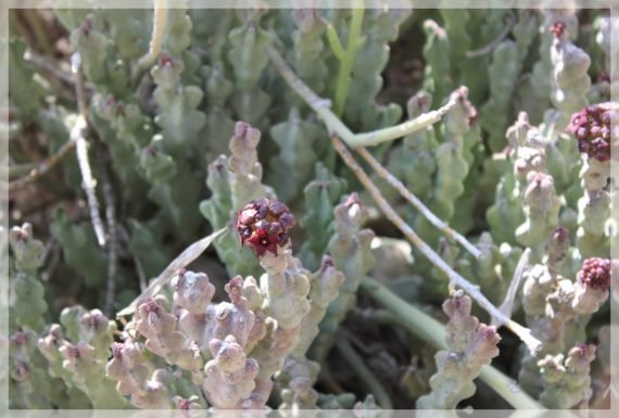 Caralluma arabica (خنصور) - Image 2