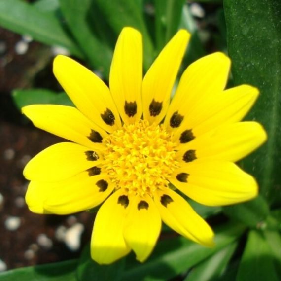 Gazania Uniflora (غازانيا)