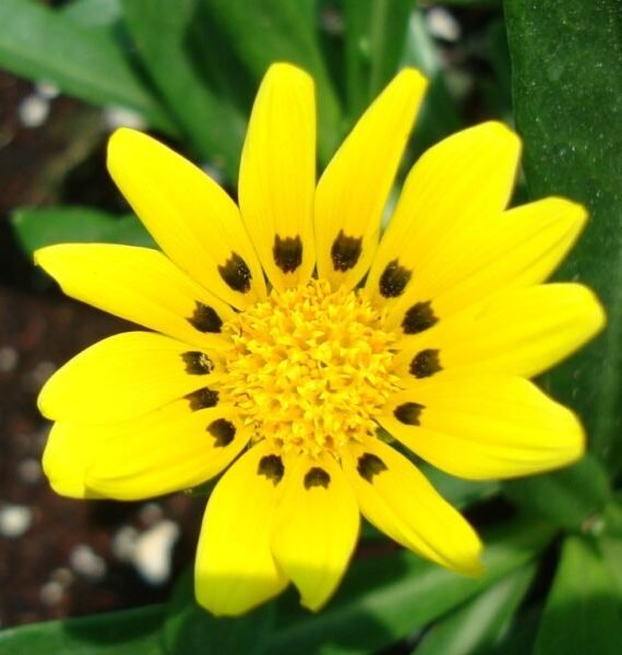 Gazania Uniflora (غازانيا)
